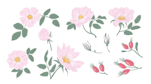 Rosa Canina 'nın Yumuşak Pembe Çiçekleri ya da Köpek Gülü Bitki Seti