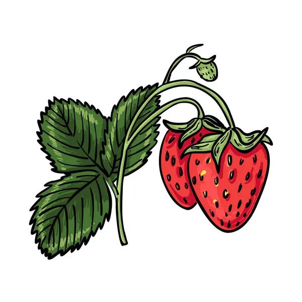 İki olgun böğürtlenli el yapımı çilek, bir küçük yeşil meyve ve ayrıntılı yapraklar. Paketleme, etiketleme ve doğal gıda markaları için harika..