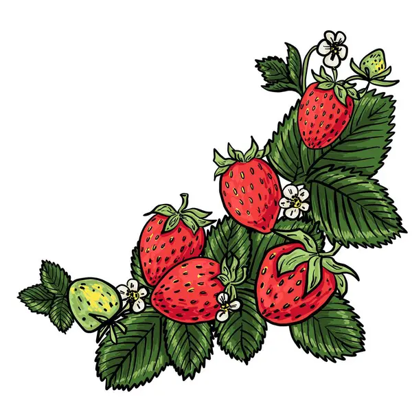 Elle çizilmiş çilek kompozisyonu olgun böğürtlen, çiçek ve yeşil yapraklar dekoratif bir köşede dizilmiş. Paketleme, kartlar ve yüzey tasarımı için ideal.