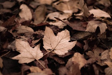 Yere düşen yaprakların yakın çekim görüntüsü. Sonbahar yaprakları yağmur damlalarıyla kaplıdır