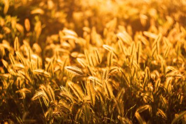 Yumuşak güneş ışığıyla aydınlatılan altın yabani ot kulakları. Yumuşak, bulanık bir arka plana karşı sıcak, altın rengi bir ışıkta parlayan güneş ışığı. Doğal güzellik, sakinlik ve mevsimsel sıcaklık temaları için mükemmel..