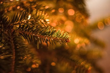 Arka planda Bokeh olan bir Noel ağacına yakın çekim. Pine Branch altın gibi parlıyor. Noel Işıkları ve Dalları