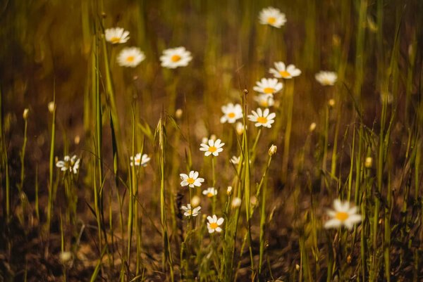 Daisies  on the flowers meadow. Wild plants in nature.Daisies in sunshine, beautiful outdoor floral background. 