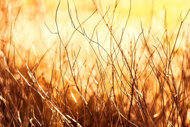 Yumuşak, altın güneş ışığıyla yıkanmış, arka planda bulanık, çıplak, vahşi çalı dallarının yakın çekimi. Altın güneş ışığındaki vahşi çalıların çıplak dallarının detaylı görüntüsü, sıcacık ve rüya gibi bir arka plan.