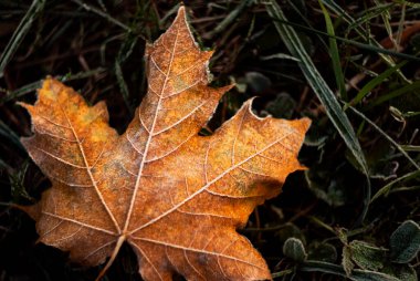 Altın-turuncu akçaağaç yaprağı, çimenlerin üzerinde donla kaplanmış. Karmaşık buz kristalleri ile yerde yatan soğuk bir sonbahar yaprağının yakın plan, sıcak, altın-turuncu renkleri vurgulayan.