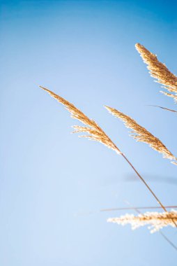 Sonbahar güneşi tarafından aydınlatılan kuru, yüksek çimenlerin sallanan sapları, berrak mavi gökyüzü tarafından çerçevelenen ve harekete geçen hafif bir esinti. Sonbahar güneşi tarafından aydınlatılan kuru, yüksek çimen sapları.