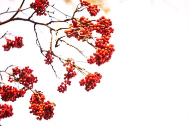 Parlak kırmızı-turuncu meyveler taşıyan Rowan dalları, kıtır bir sonbahar gökyüzü zeminine sahiptir. Meyvelerin canlı renkleri yumuşak gökyüzü ile güzel bir tezat oluşturur.