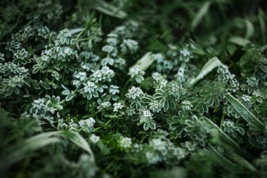 Frost-covered wild grass leaves glisten in the soft morning light. A close-up of frosty wild grass leaves, each coated in shimmering ice crystals, creating a serene winter scene. clipart