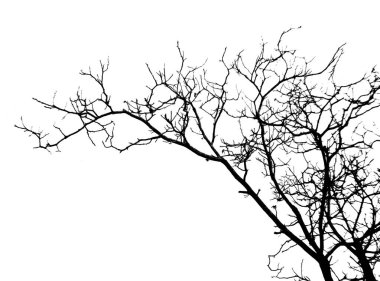 Karmaşık detaylara sahip çıplak siyah ağaç dalları açık beyaz arka planda göze çarpıyor. Minimalist kompozisyon organik şekilleri vurguluyor, tasarım veya doğa temalı projeler için mükemmel..
