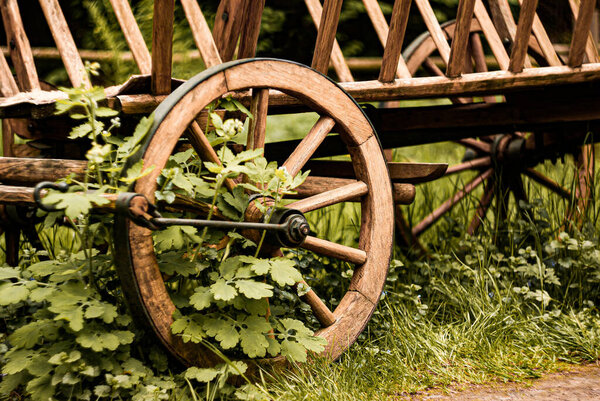 Old wooden cart wheel with green plants growing around it in a rural outdoor setting during daytime