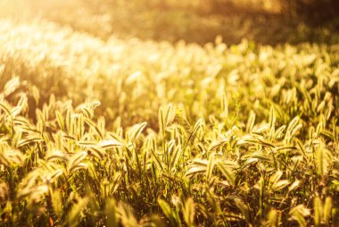 Güneş ışığı, sakin bir doğal ortamda öğleden sonra saatlerinde canlı yeşil çimenleri aydınlatır.
