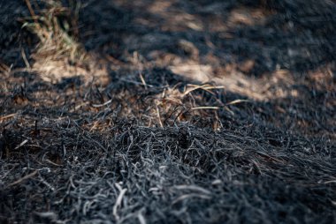 Toprak, kısmen yanmış ot ve toprakla birlikte çayırlarda çıkan yangından sonra yıkımı gösteriyor.