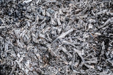 Gündüz saatlerinde bir orman bölgesinde meydana gelen yakın tarihli yanma sürecinden sonra kömür kalıntıları yüzeye yayılmış durumda.