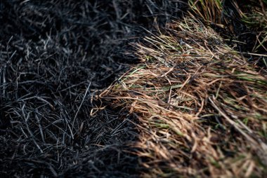 Yanmış otlaklar, kırsal alandaki bir yangından sonra el değmemiş bitki örtüsüyle tezat oluşturuyor.