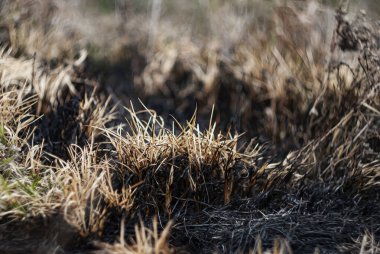 Orman bölgesinde çıkan yangından sonra yanmış otlar ve kuru bitki örtüsü çevresindeki zıt yeşilliklerle birlikte.