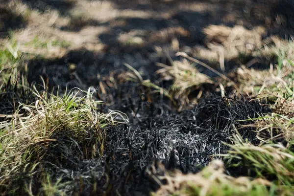 Gündüz vakti orman bölgesinde çıkan yangından sonra yanmış toprak ve çimenlere odaklanın.