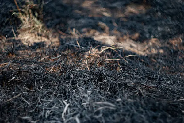 Toprak, kısmen yanmış ot ve toprakla birlikte çayırlarda çıkan yangından sonra yıkımı gösteriyor.