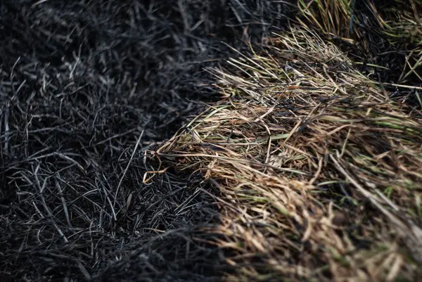 Yanmış otlaklar, kırsal alandaki bir yangından sonra el değmemiş bitki örtüsüyle tezat oluşturuyor.