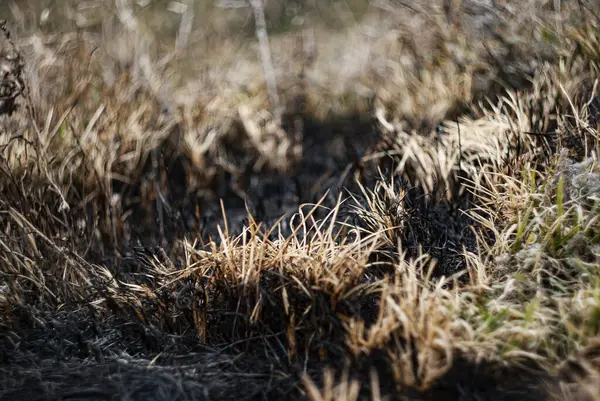 Yanmış ot ve kömürleşmiş toprak, yaz aylarında orman bölgesinde çıkan yangının sonuçlarını ortaya çıkarıyor.