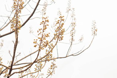 Çırılçıplak dallarda kurumuş Paulownia tohumları