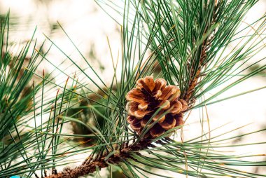 Güneşli bir günde, bir ağaç dalındaki yeşil çam iğnelerinin arasına yerleştirilmiş bir kozalağın ayrıntılı görüntüsü