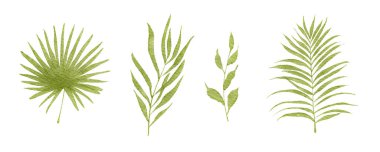 Dört narin suluboya çizimi tropikal yaprakları çeşitli şekil ve boyutlarda gösteriyor. Yeşilin gölgeleri doğanın eşsiz dokusunu ve güzelliğini vurgular. Rahatlamayı ve sakinliği davet eder..