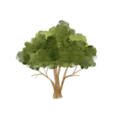 Güzel yeşil ağaç illüstrasyonu doğal dinginliği ve sadeliği huzur suluboya stilinde yakalıyor.