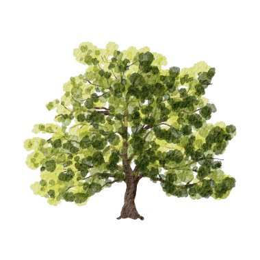 Geniş bir gölgeliği olan büyük yeşil ağaç ve gündüz saatlerinde doğal bir ortamda dokulu yapraklar.