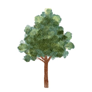 Berrak, minimalist tarzda dimdik duran gür yapraklı canlı yeşil ağaç.