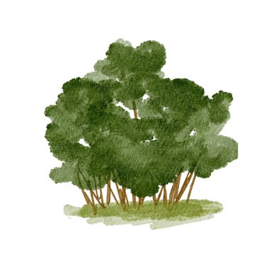 Yoğun yeşil çalı, gün ışığında doğal bir ortamda yumuşak çimlerle çevrili.