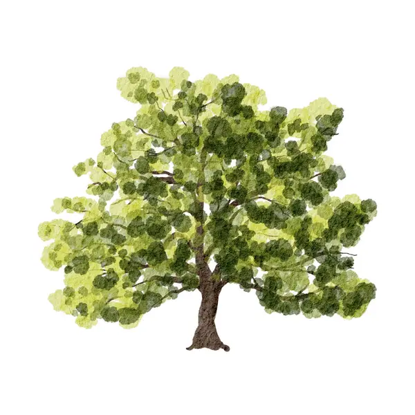 Geniş bir gölgeliği olan büyük yeşil ağaç ve gündüz saatlerinde doğal bir ortamda dokulu yapraklar.