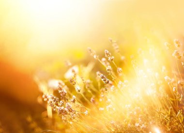 Ilık güneş ışığı baharda sakin bir bahçede çiçek açan lavanta çiçeklerini aydınlatıyor.