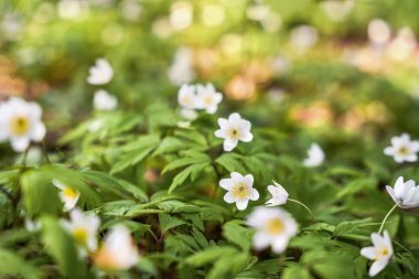 Narin kır çiçekleri dingin bir ormanda canlı yeşil yaprakların arasında çiçek açar. Güneş ışığı ağaçların arasından süzülür, baharın gelişinin güzelliğini arttırır, barışçıl bir atmosfer yaratır..