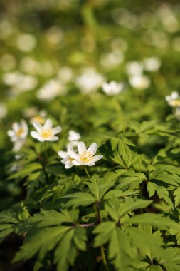 Baharın ılık güneş ışığı altında yeşil bir çayırda canlı bir kır çiçeğinin sergilendiği görülüyor. Çiçekler yemyeşil yapraklarla çevrili, dingin bir atmosfer yaratıyorlar..
