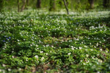Çiçeklerin çeşitli renklerde açması orman zeminini kaplıyor ve resim gibi bir görüntü yaratıyor. Güneş ışığı ağaçların arasından süzülür, sakin ve ferahlatıcı bir atmosfer oluşturur..