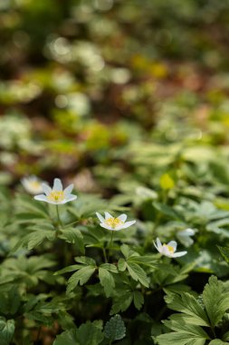 Narin kır çiçekleri bahar aylarında orman ortamında canlı yeşil yapraklardan çıkar. Güneş ışığı ağaçların arasından süzülür, bu doğal güzelliği aydınlatır..
