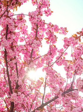 Pembe kiraz çiçeklerinin güzel bir görüntüsü bir ağacın dallarını doldurur, parlak güneşin altında serin bir bahar bahçesinde çarpıcı bir görüntü yaratır. Doğa canlı renklerini sergiliyor. Zarif pembe kiraz çiçekleri parlak güneş ışığı altında açar.