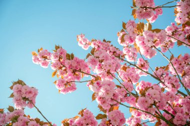 Çarpıcı bir kiraz ağacı çerçeveyi açık mavi gökyüzünün altında parlak pembe çiçeklerle doldurarak güzel bir bahar atmosferi yaratır. Narin yapraklar yapraklarla tezat oluşturuyor..