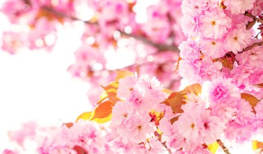 Narin pembe çiçekler ağaç dallarında çiçek açarak parlak bir arkaplan karşısında pitoresk bir manzara yaratır. Taze yeşil yapraklar, baharın gelişini işaret eden çiçekleri tamamlıyor..