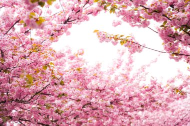 Baharda çiçek açan Sakura ağaçları parlak bir gökyüzüne karşı pembe çiçeklerden oluşan bir gölgelik oluşturur.