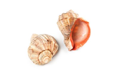 Karmaşık şekilli iki deniz kabuğu doğal güzelliklerini beyaz bir yüzeyde sergiliyor, doğanın zanaatkarlığını vurguluyor ve sahil anılarını canlandırıyor..