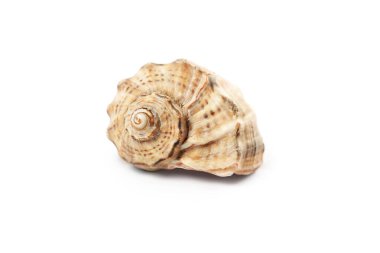 Çok güzel detaylı bir kabuk pürüzsüz bir yüzeye dayanır. Benzersiz spirallerini ve dokularını vurgular. Yumuşak ışıklandırma doğal renkleri vurguluyor, estetik bir cazibe sunuyor..