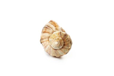 Bir spiral kabuk düz bir yüzeyde uzanır, doğal ışıkla aydınlatılır, eşsiz dokularını ve renklerini ortaya çıkarır. Kabuk güzel çizgiler ve doğal desenler sergiliyor..