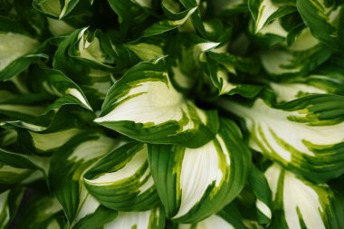 Hostat bitkilerinin entrika desenli yaprakları yeşil ve kremsi beyaz renkli canlı bir karışım sergiliyor. Bereketli yapraklar, güneşli gökyüzünün altındaki pitoresk bir bahçede yoğun ve canlı bir atmosfer yaratır..