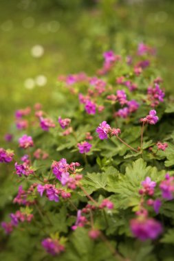 Yeşilliklerle çevrili bir bahçede, sardunya makro hizumunun yeşeren mor çiçekleri serpilir. Öğleden sonra güneşi ılık bir parıltı yayar, çiçeklerin güzelliğini arttırır ve polen taşıyıcıları davet eder..