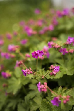 Geranium makrhizum 'un narin mor çiçekleri parlak güneş ışığı altında canlı yeşil yapraklar arasında açılır. Yakınlarda vızıldayan arılar görülebilir, baharın canlı atmosferini güçlendirir..