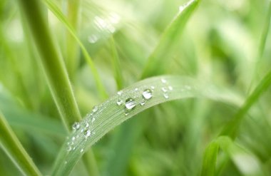 Çiy damlaları canlı yeşil çim yapraklarının üzerinde narin bir şekilde dinlenir ve sabah ışığını yakalar. Sakin bahçe atmosferi dinginliği ve tazeliği çağrıştırıyor..