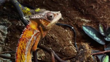 Bu yakın planda, canlı bir kertenkele doğal elementlerle çevrili dalların üzerinde dinlenirken çarpıcı renklerini gösterir. Doğal yaşam ortamı topraksı tonlara ve yemyeşil renklere sahiptir..