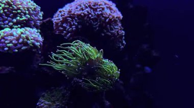 Çeşitli mercan oluşumları yumuşak ışıkla aydınlanan derin sularda yavaşça sürüklenir. Renkli organizmalar bu sualtı ekosisteminde gelişiyorlar, doğanın güzelliğini sergiliyorlar..