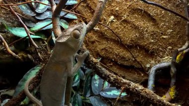 Büyüleyici bir kertenkele, çevresini canlı ve yapraklı bir yaşam alanında inceler. Sürüngen dallar arasında zarif bir şekilde hareket ederek karmaşık dokularını ve renklerini sergiliyor..